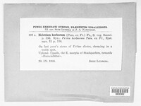 Calycina herbarum image